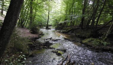 Eine kleine Flusslandschaft bei mir in der Nähe