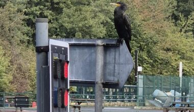 Just seen a local shag