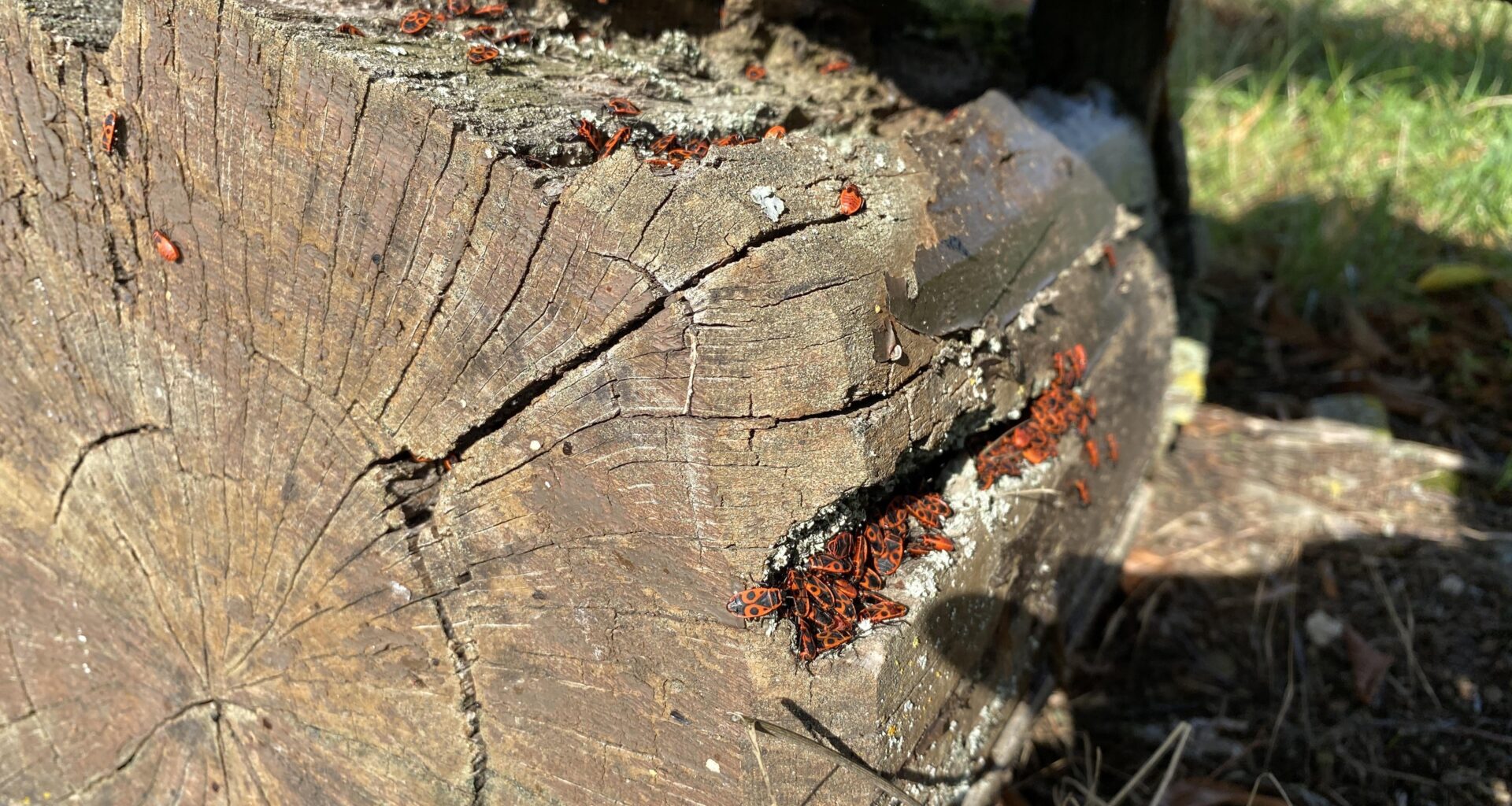 Was das für ein Käfer und essen die die Holzbank?