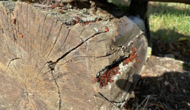 Was das für ein Käfer und essen die die Holzbank?