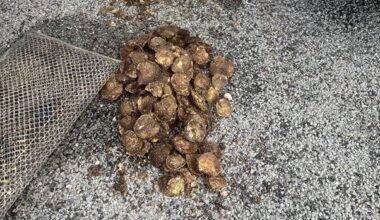 Inland Fisheries Ireland seize 1,000 illegally-harvested wild oysters in Kerry