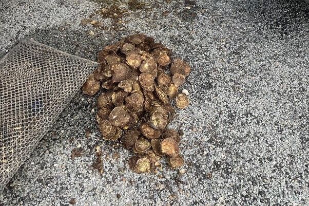 Inland Fisheries Ireland seize 1,000 illegally-harvested wild oysters in Kerry