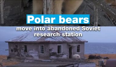 Polar bears move into abandoned Soviet research station • FRANCE 24 English