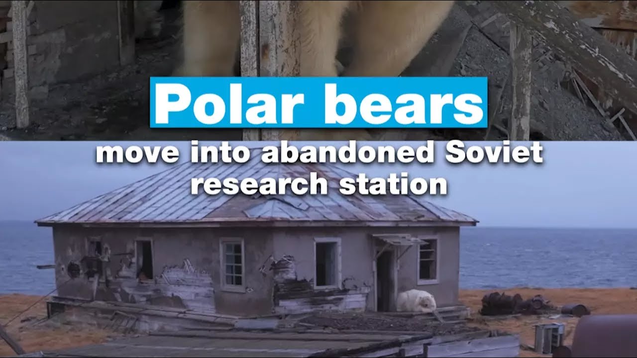Polar bears move into abandoned Soviet research station • FRANCE 24 English