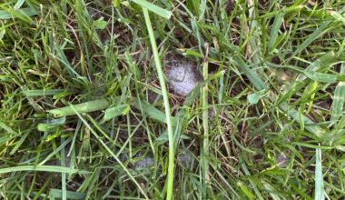 Schimmelt mein Rasen?