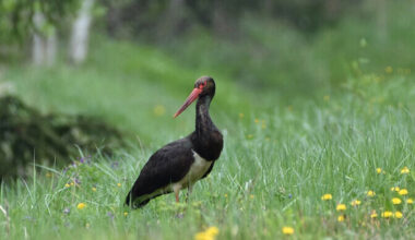 Rare black stork which spent breeding season in Estonia killed in Germany | News