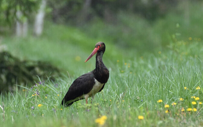 Rare black stork which spent breeding season in Estonia killed in Germany | News