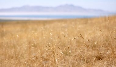 Small Business Administration providing loans for drought-impacted Utah businesses