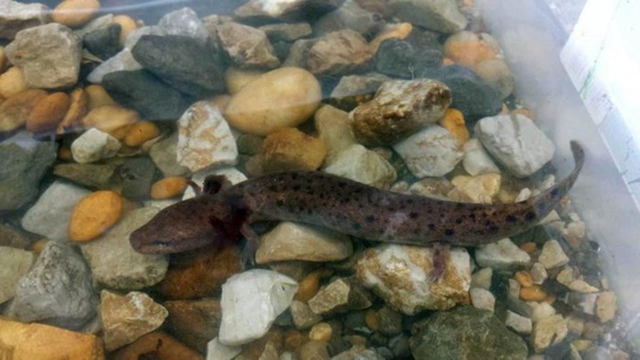 Dramatic expansion of coal mine could jeopardize Alabama endangered species