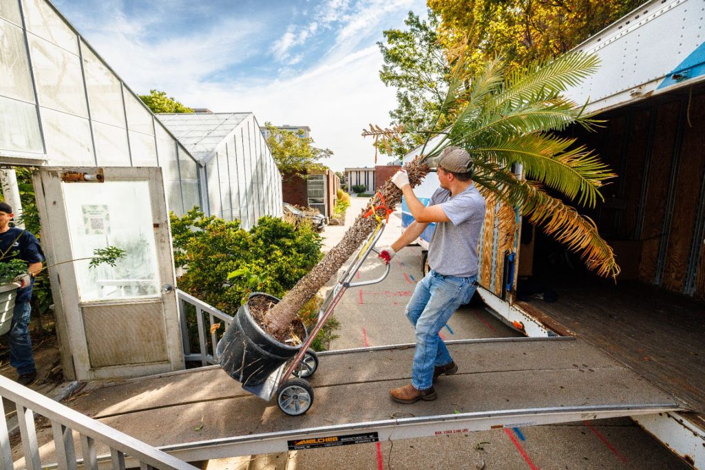 a mover wheeling a fern palm onto a moving truck