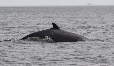 Treaty to protect deep ocean clears way to enter into force