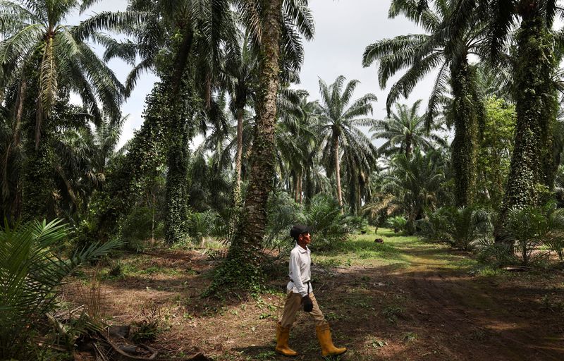 Malaysia palm oil body says EU delay on deforestation rule key to address concerns | 104.1 WIKY