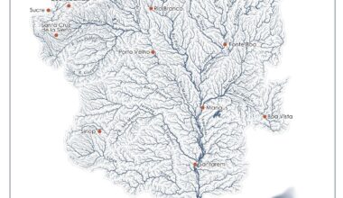 What if rivers turned into trees? (1/24) I present to you the Amazon mangrove tree, Avicennia Amazonia [OC]