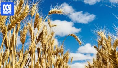 Agriculture, fisheries and forestry in Australia set to be worth record $101b