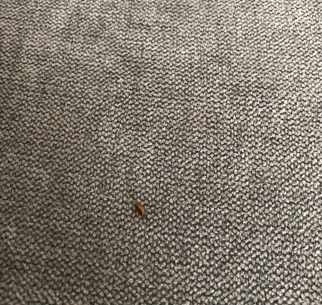 Was lebt in meinem Sofa?