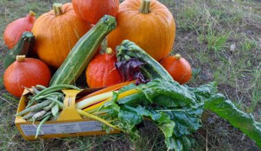 Der Schnitter geht an sein grimmes Werk