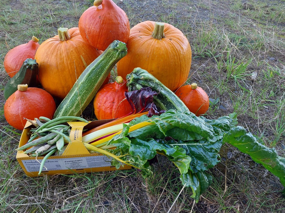 Der Schnitter geht an sein grimmes Werk