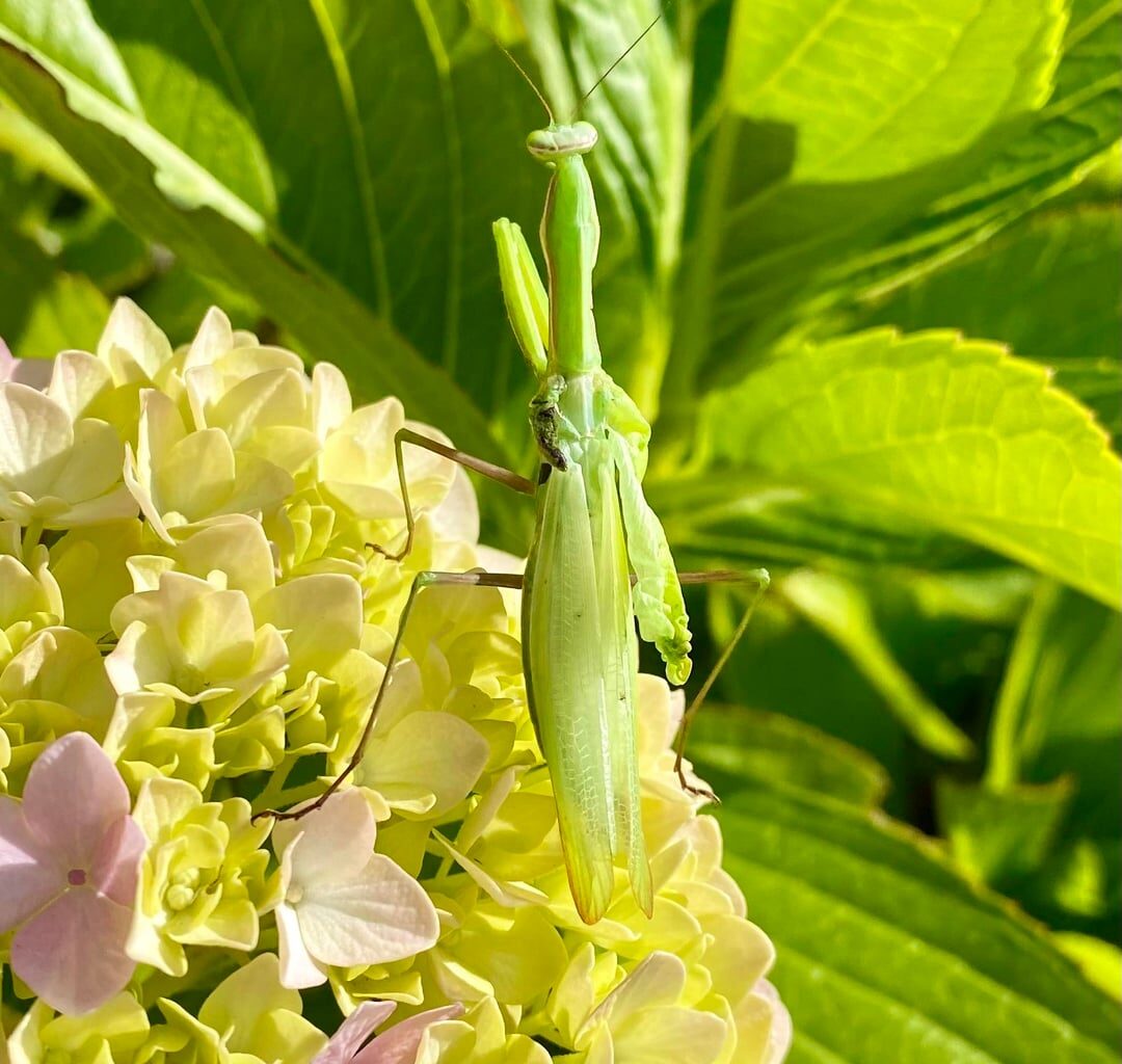 Mantis im Sommergarten 🏡