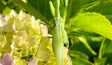 Mantis im Sommergarten 🏡