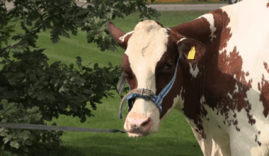 Karamella the Saaremaa cow breaks Estonian milking record | News
