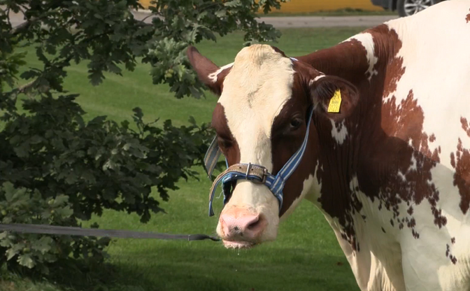 Karamella the Saaremaa cow breaks Estonian milking record | News