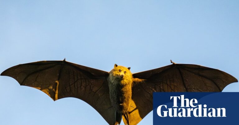 Scientists fear this ‘cute’ and ‘chonky’ flying fox could be one cyclone away from extinction | Environment