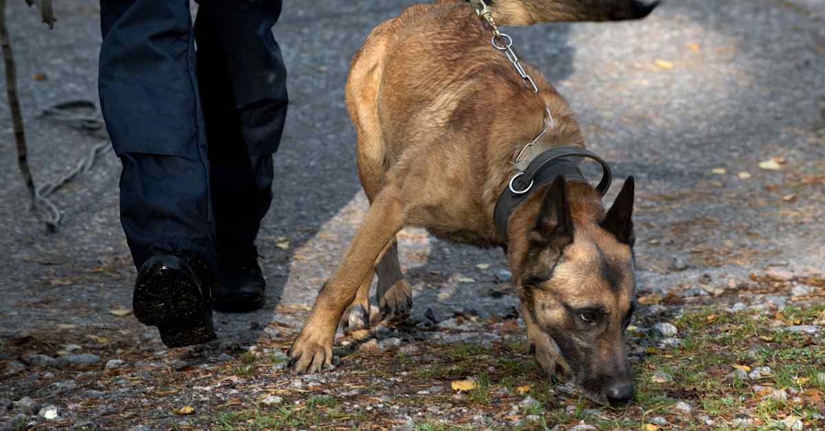 ​Poliisikoira kävi tien reunassa kävelleen lapsen kimppuun Paimiossa – valtion­syyttäjä: ”Ihan poikkeuksellista” | Varsinais-Suomi
