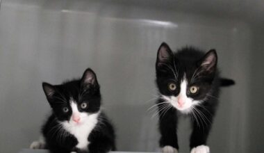 Rätselhafte Katzenkrankheit breitet sich in Deutschland aus