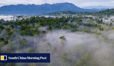 EU accused of sacrificing forests for Indonesia trade deal: ‘startling coincidence’