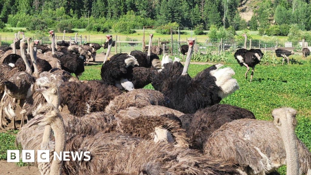 Canada's top court stays execution of nearly 400 ostriches, for now