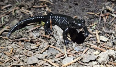Alpensalamander im Stubaital