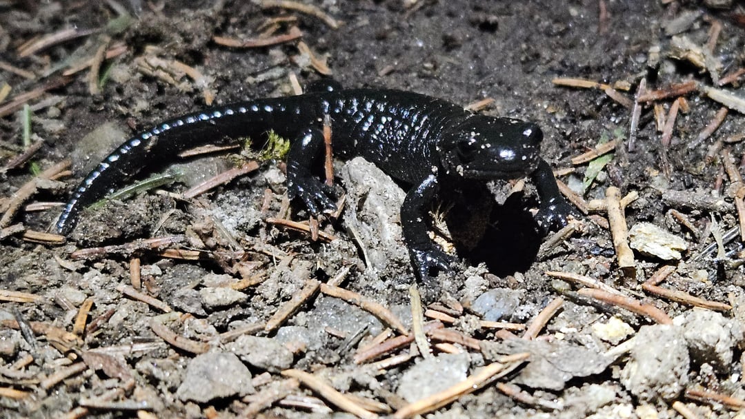 Alpensalamander im Stubaital