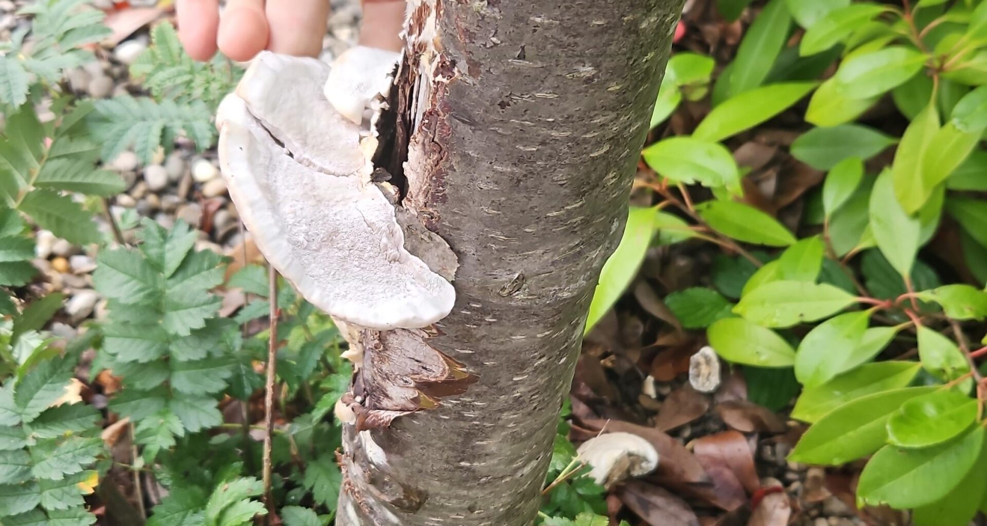 Ist der Felsenbirnenbaum noch zu retten?