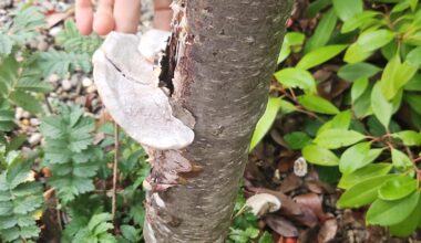 Ist der Felsenbirnenbaum noch zu retten?