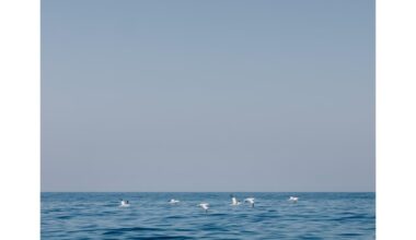 Some photos of the UK i’ve taken in 2025 (nex 7 with adapted lenses)