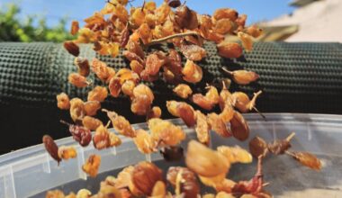 Türkiye hits record revenue in raisin exports