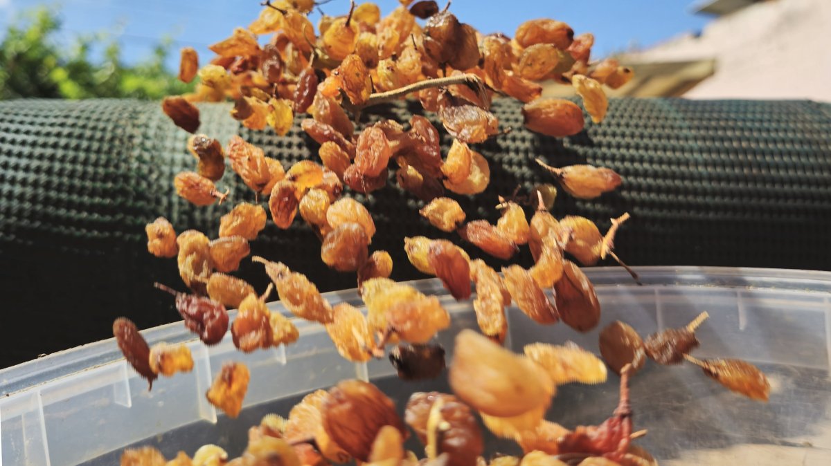 Türkiye hits record revenue in raisin exports