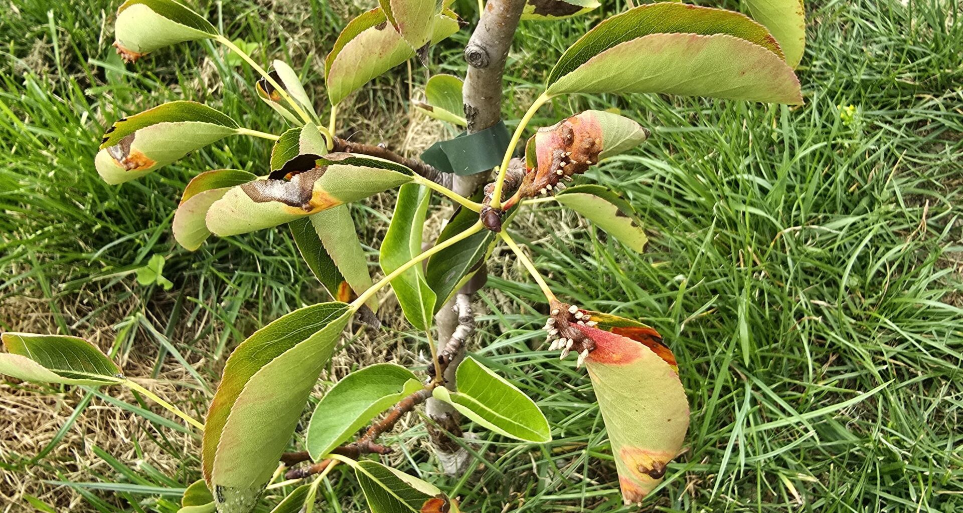 Was hat mein Bäumchen?