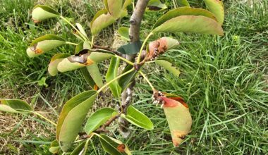 Was hat mein Bäumchen?