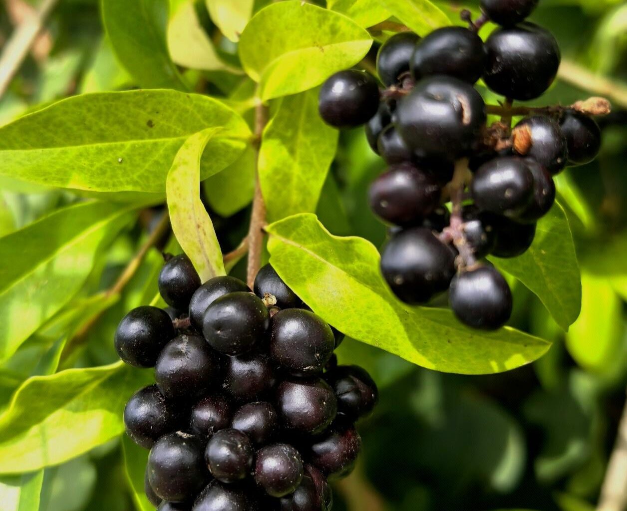 Die Früchte des Gewöhnlichen Ligusters (giftig)