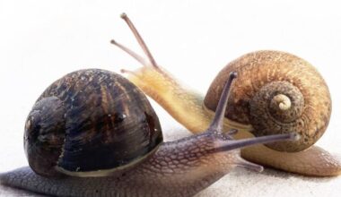 Mating Ned Devine? The New Zealand snail turned global celebrity