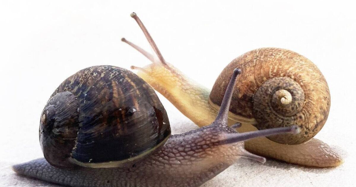 Mating Ned Devine? The New Zealand snail turned global celebrity