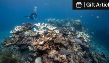 Corals Won’t Survive a Warmer Planet, a New Study Finds | Most corals in the Atlantic Ocean will soon stop growing. Many are already dying, leaving shorelines and marine ecosystems vulnerable.