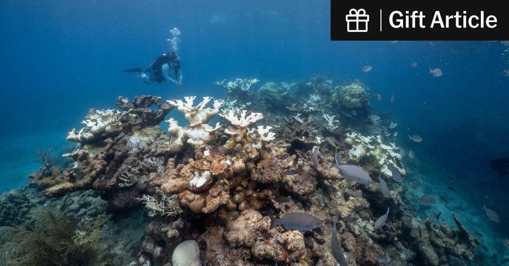 Corals Won’t Survive a Warmer Planet, a New Study Finds | Most corals in the Atlantic Ocean will soon stop growing. Many are already dying, leaving shorelines and marine ecosystems vulnerable.