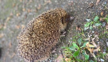 Igel entdeckt