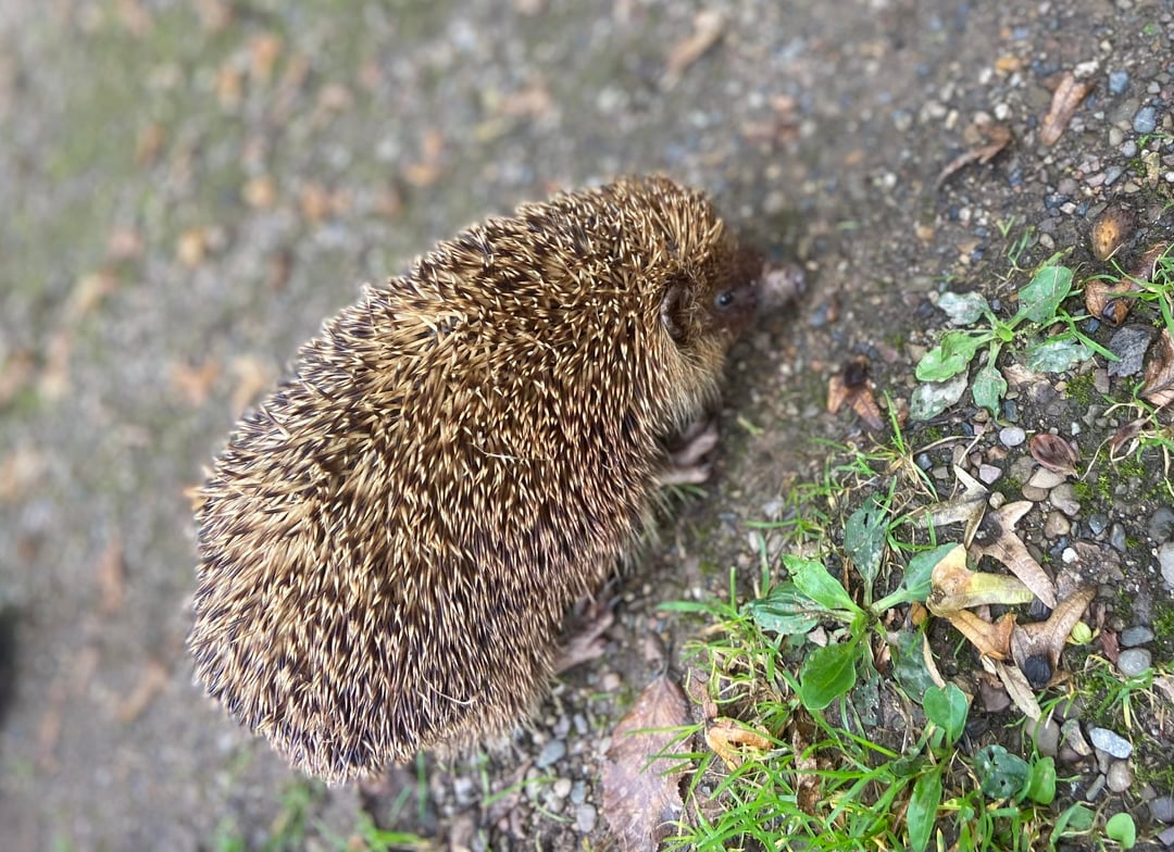 Igel entdeckt