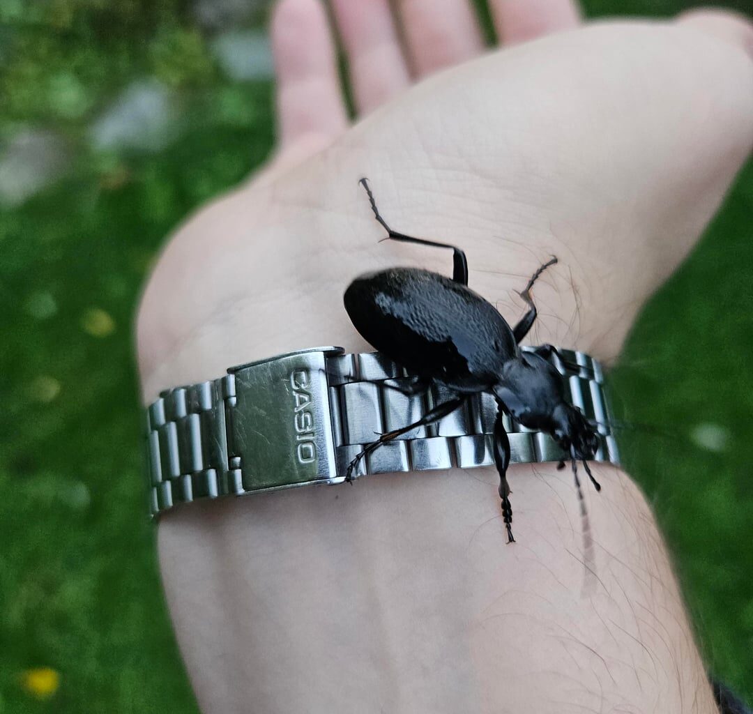 Das ist mit Abstand der größte Käfer den ich jemals hier gesehen habe (Südbayern)