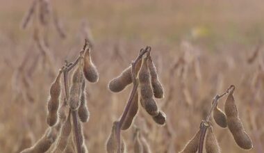 Trade wars cost billions at soybean harvest season
