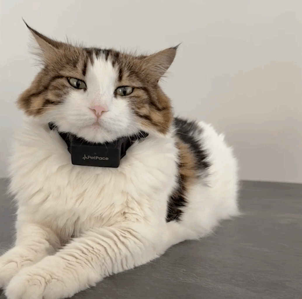 AI-powered pet collar allows data sharing with veterinarians | dvm360