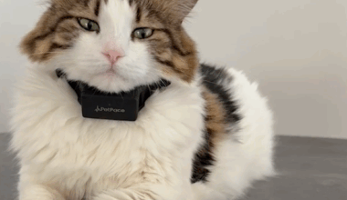 AI-powered pet collar allows data sharing with veterinarians | dvm360
